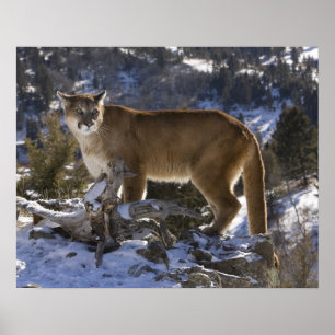 Mountain Lion Poster