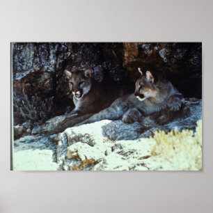 Mountain Lion Poster
