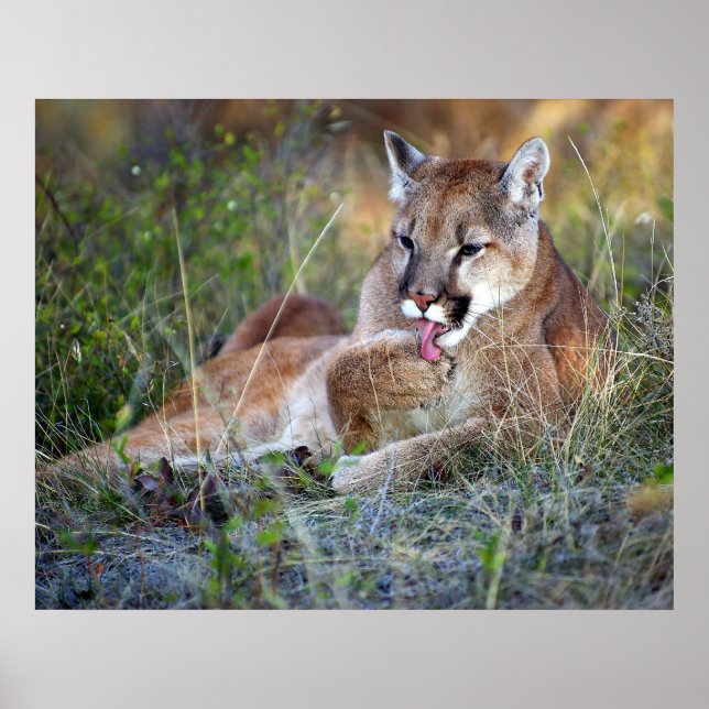 Mountain Lion Preening Poster (Front)