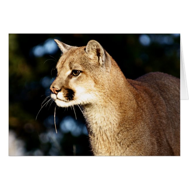 Mountain Lion Profile (Front Horizontal)