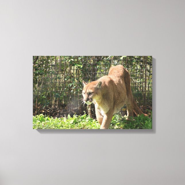 Mountain Lion Puma Cougar Canvas Print (Front)