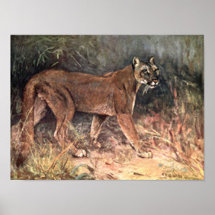 Mountain Lion, Puma or Cougar by CE Swan Poster
