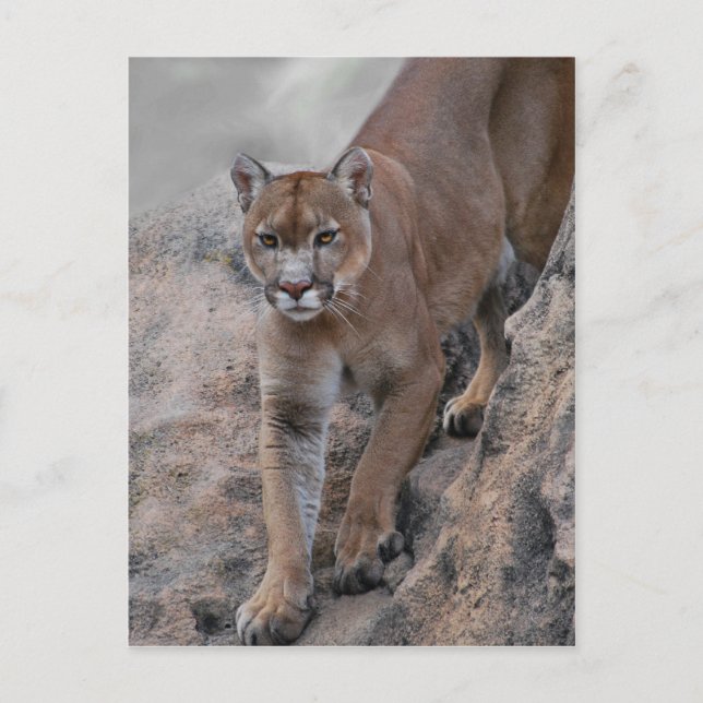 Mountain lion rock climbing postcard (Front)