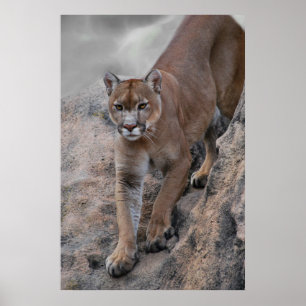 Mountain lion rock climbing poster