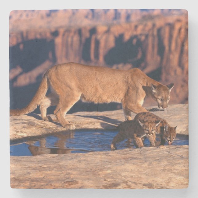 Mountain Lion Stone Coaster (Front)