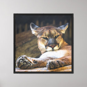 Mountain Lion Wall Art Resting Cougar Cat Print