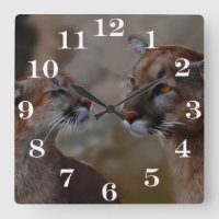 Mountain lions in love