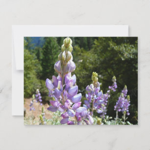 Mountain Lupins at Yosemite