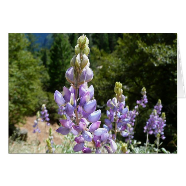 Mountain Lupins at Yosemite (Front Horizontal)