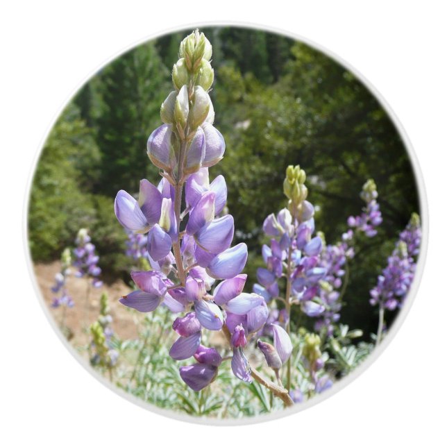 Mountain Lupins at Yosemite Ceramic Knob (Front)