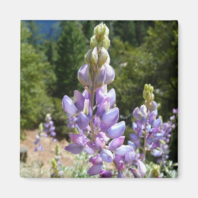 Mountain Lupins at Yosemite Magnet (Front)