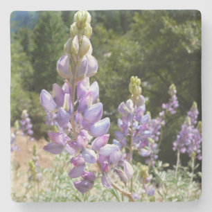 Mountain Lupins at Yosemite Stone Coaster