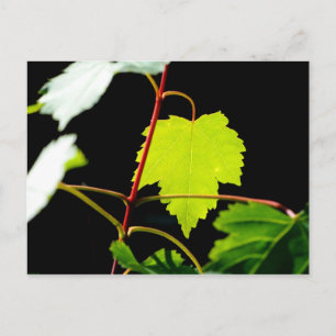 Mountain Maple Postcard