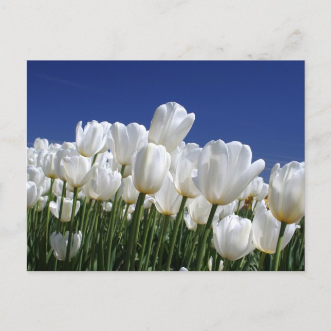 Mountain of white tulips against a blue sky postcard (Front)