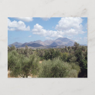Mountain Olive Grove Scenic Postcard
