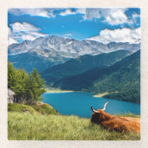 Mountain Pasture Highlands Cow Glass Coaster