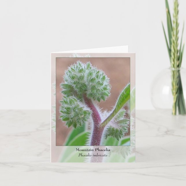 Mountain Phacelia - Native Notecard (Front)