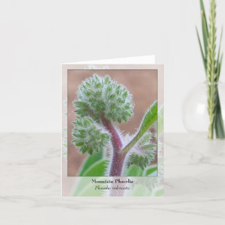 Mountain Phacelia - Native Notecard