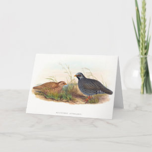 Mountain Quail - Birds,   Card