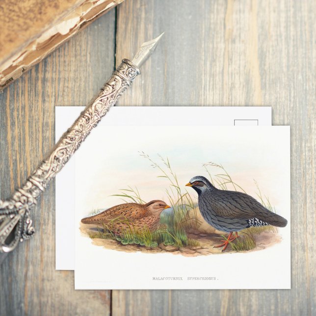 Mountain Quail - Birds Postcard (Creator Uploaded)