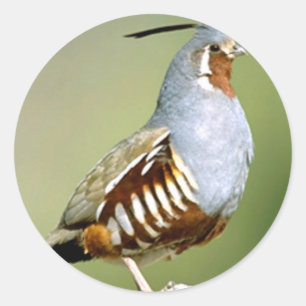 Mountain Quail Classic Round Sticker