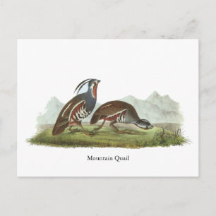 Mountain Quail, John Audubon Postcard