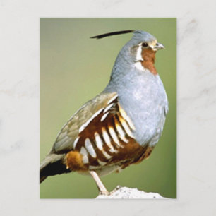 Mountain Quail Postcard