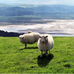 MOUNTAIN SHEEP CANVAS PRINT