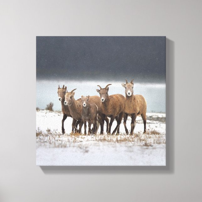 Mountain Sheep Family Canvas Print (Front)