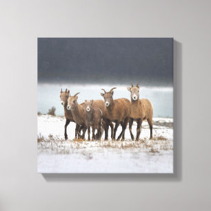 Mountain Sheep Family Canvas Print