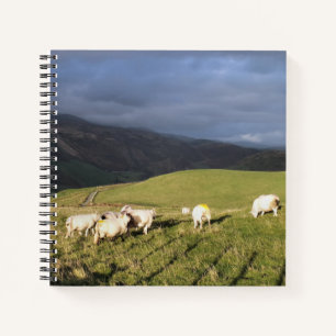 MOUNTAIN SHEEP NOTEBOOK
