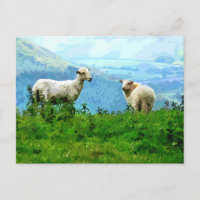 MOUNTAIN SHEEP