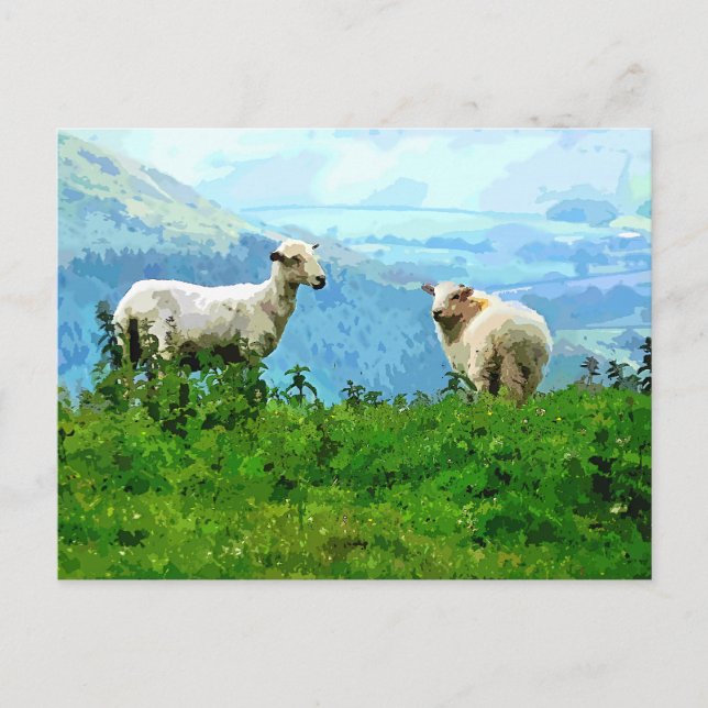 MOUNTAIN SHEEP POSTCARD (Front)