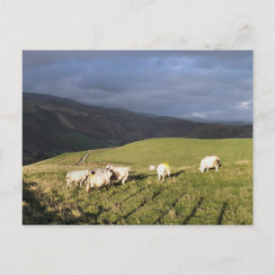 MOUNTAIN SHEEP POSTCARD