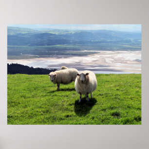 MOUNTAIN SHEEP POSTER