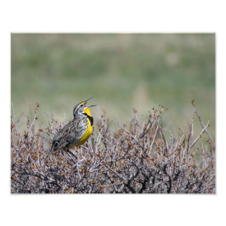 Mountain Song - Western Meadowlark - Casper WY Photo Print