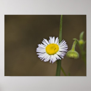 Mountain Wildflower Poster