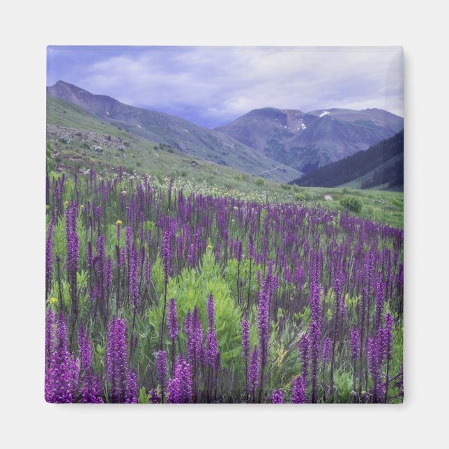 Mountains and wildflowers in alpine meadow, 2 magnet (Front)