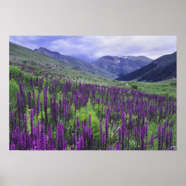 Mountains and wildflowers in alpine meadow, 2 poster (Front)