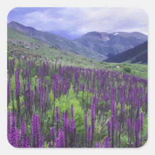 Mountains and wildflowers in alpine meadow, 2 square sticker