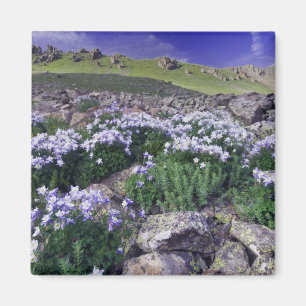 Mountains and wildflowers in alpine meadow, magnet