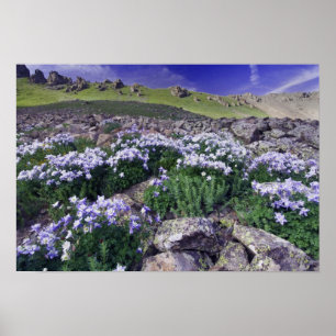 Mountains and wildflowers in alpine meadow, poster