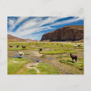 Mountains   Bolivian Andes Postcard