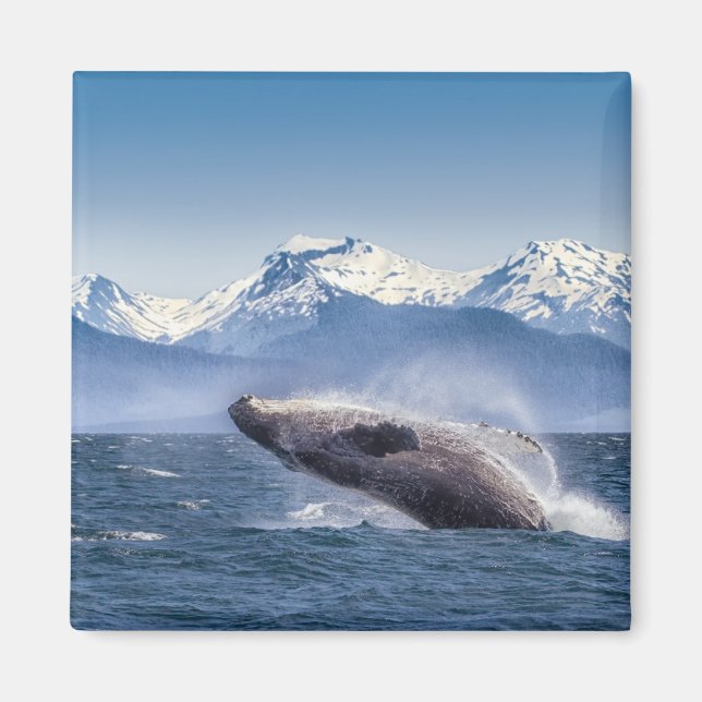 Mountains | Breaching Whale Glacier Bay, Alaska Magnet (Front)