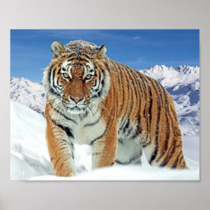 Mountains Nature Winter Photo Snow Tiger Poster