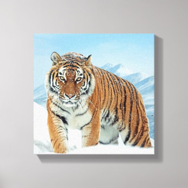 Mountains Winter Snow Nature Photo Tiger Canvas (Front)