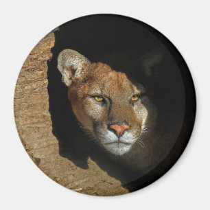 Mountian Lion Hiding in Log 3" Magnet
