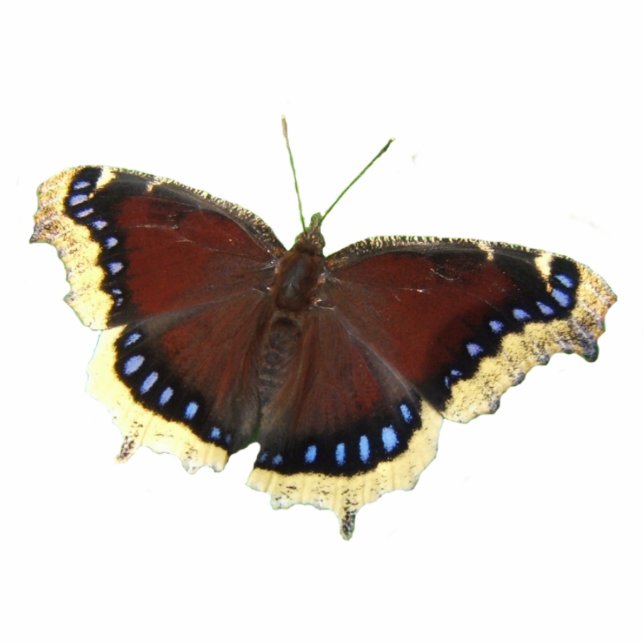 Mourning Cloak butterfly ~ acrylic Photo Sculpture Decoration (Front)