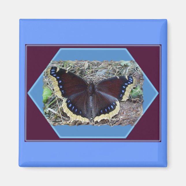 Mourning Cloak Butterfly Magnet (Front)