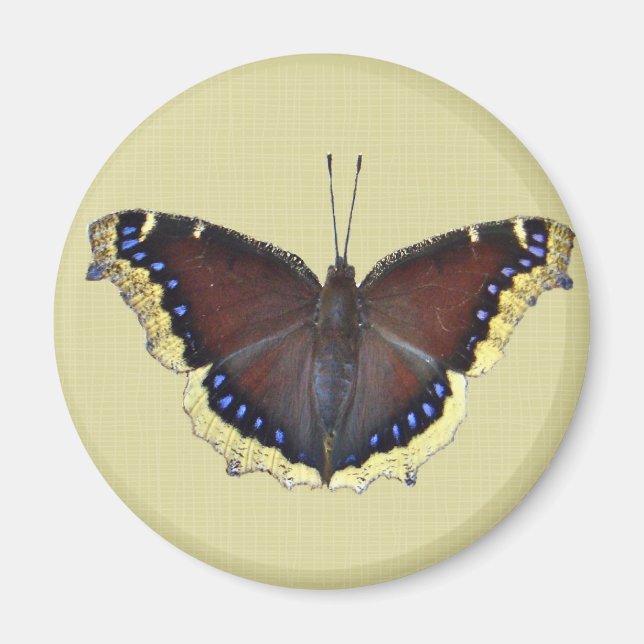 Mourning Cloak Butterfly - Nymphalis antiopa Magnet (Front)